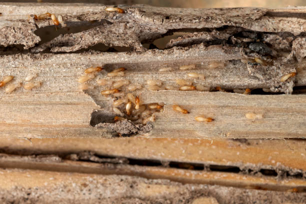 Best Wasp Removal Services  in Lake City, PA